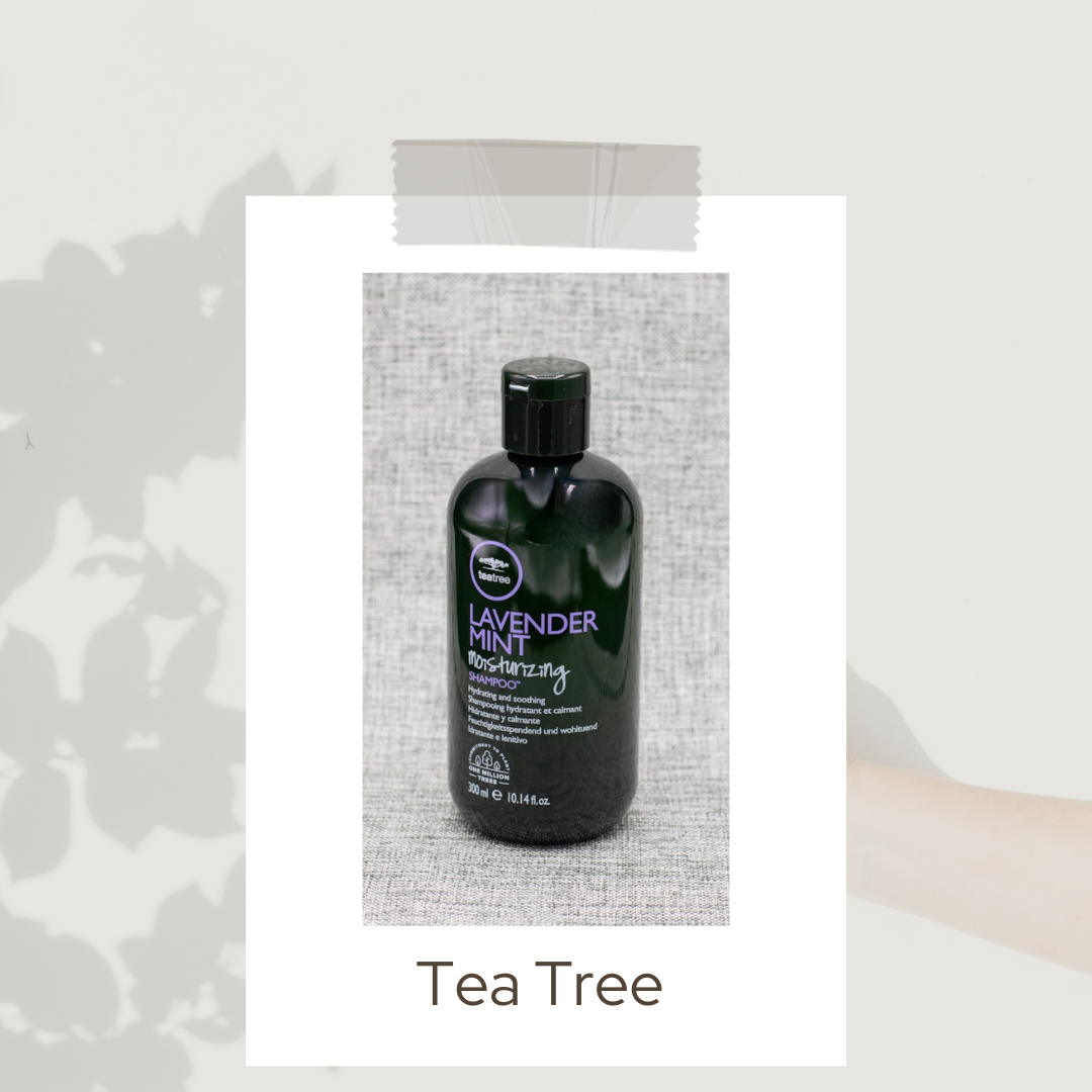 Tea Tree shampoo conditioner lavender mint 